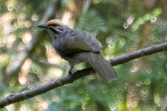 Pycnonotus zeylanicus