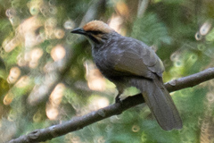 Pycnonotus zeylanicus