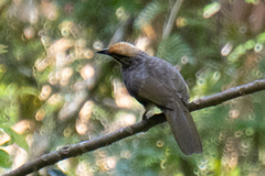 Pycnonotus zeylanicus