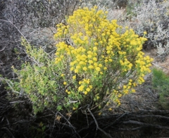 Euryops virgineus