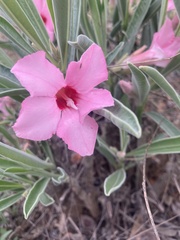 Adenium oleifolium