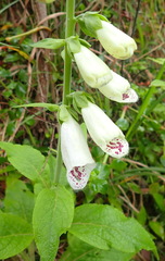 Digitalis