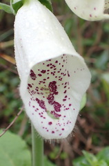 Digitalis