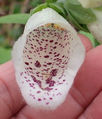 Digitalis