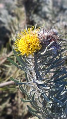 Leucospermum tomentosum
