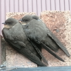 Ptyonoprogne fuligula