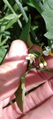 Solanum retroflexum
