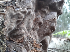 Phellinus laevigatus