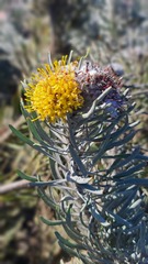 Leucospermum tomentosum