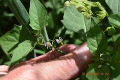 Solanum retroflexum
