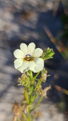 Nemesia strumosa