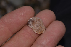 Bostrycapulus pritzkeri