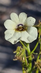 Nemesia strumosa