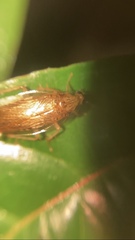 Pseudophyllodromiinae