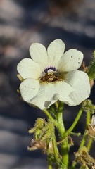 Nemesia strumosa