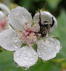 Rubus pinnatus