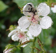 Rubus pinnatus
