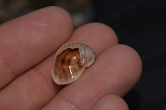 Bostrycapulus pritzkeri