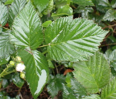 Rubus pinnatus