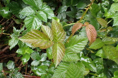 Rubus pinnatus