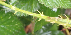 Rubus pinnatus