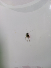 Trigonidium cicindeloides