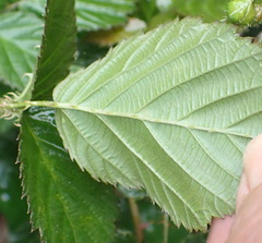 Rubus pinnatus
