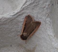 Ochropleura leucogaster