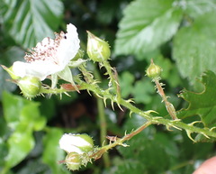 Rubus pinnatus