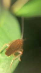 Pseudophyllodromiinae
