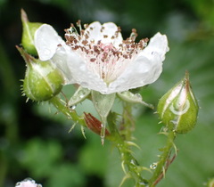 Rubus pinnatus