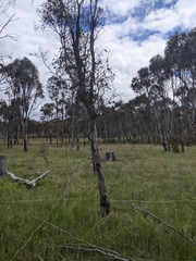 Eucalyptus blakelyi