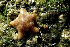 Asterina gibbosa
