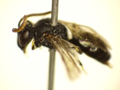 Hylaeus punctatus
