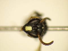 Hylaeus punctatus