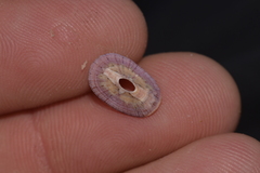 Amblychilepas nigrita