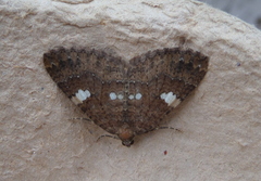 Larentia malvata