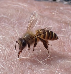 Apis nigrocincta