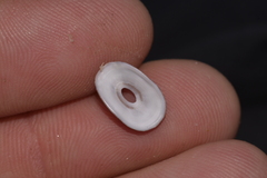 Amblychilepas nigrita