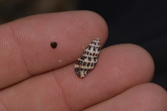 Maculotriton serriale