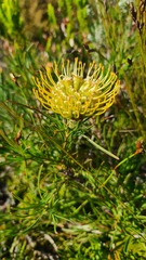 Leucospermum lineare