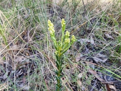 Comesperma ericinum