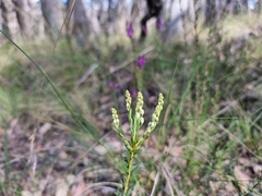 Comesperma ericinum