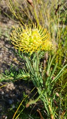 Leucospermum lineare