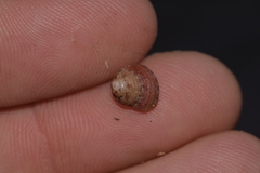 Eurytrochus strangei