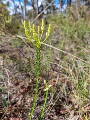 Comesperma ericinum