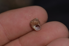 Eurytrochus strangei