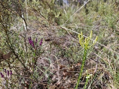 Comesperma ericinum