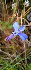 Lobelia chamaepitys