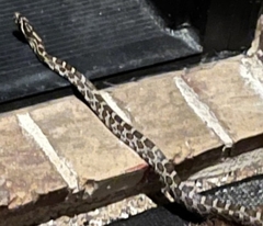 Pantherophis emoryi